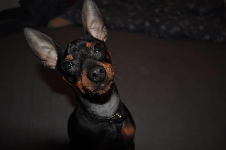 Dvaergpinscher ZENZO billede 1
