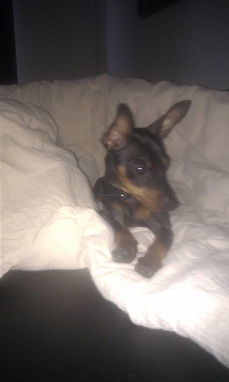 Dvaergpinscher ZENZO billede 2