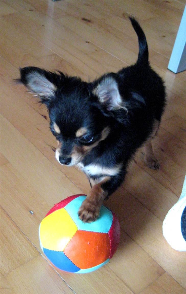 Chihuahua Mickey billede 18