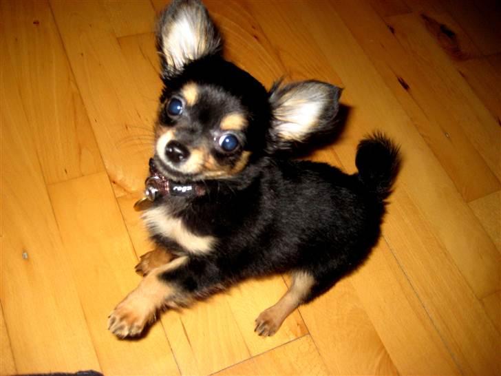 Chihuahua Mickey billede 19