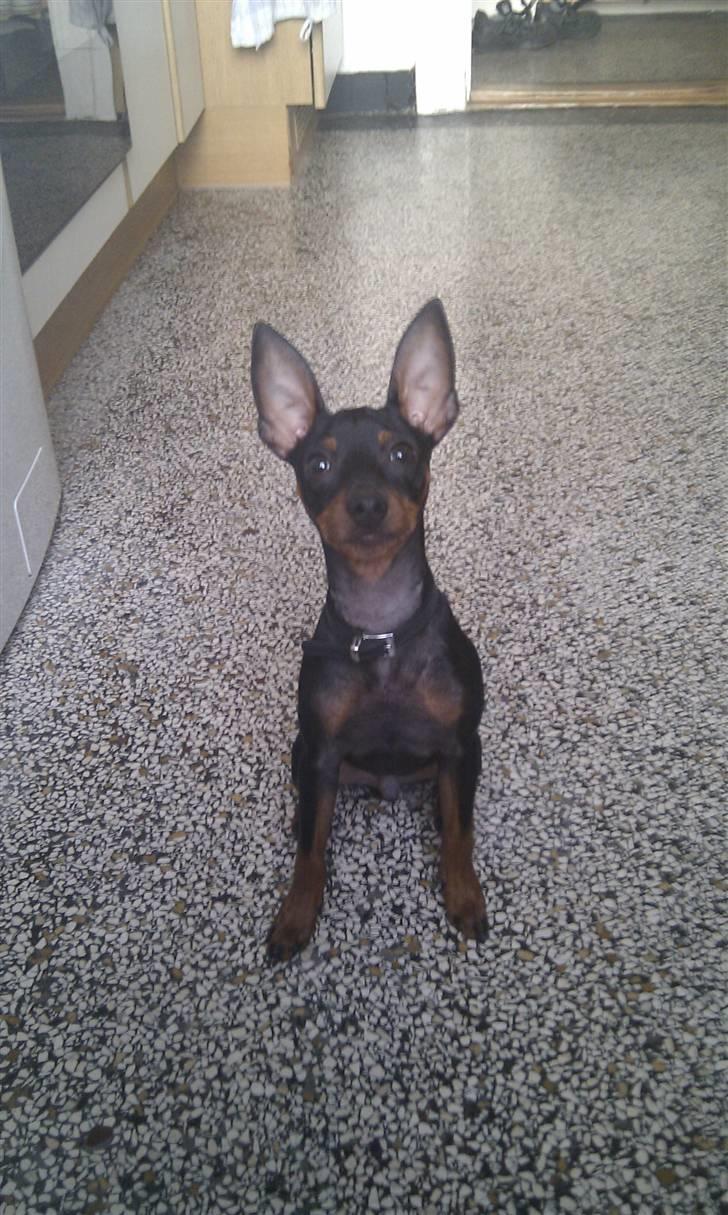 Dvaergpinscher ZENZO billede 3