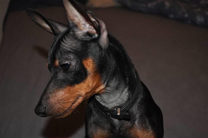 Dvaergpinscher ZENZO billede 4