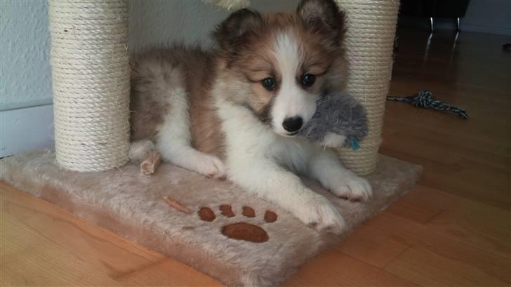 Blanding af racer Tarzan billede 1