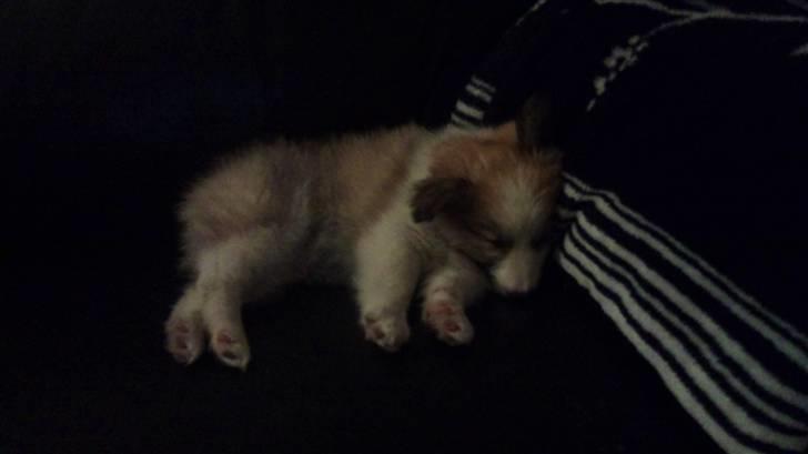 Blanding af racer Tarzan billede 2