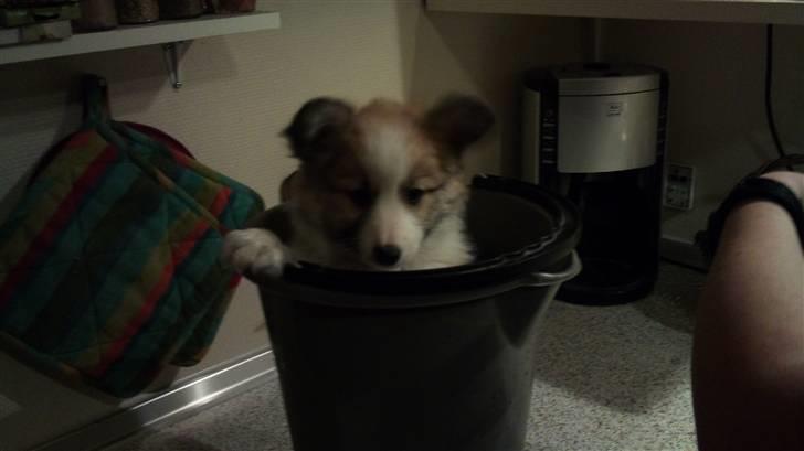 Blanding af racer Tarzan billede 3