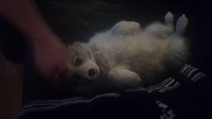 Blanding af racer Tarzan billede 4