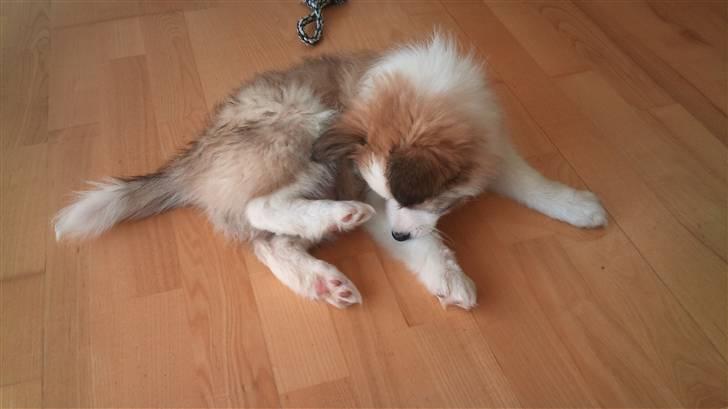 Blanding af racer Tarzan billede 6