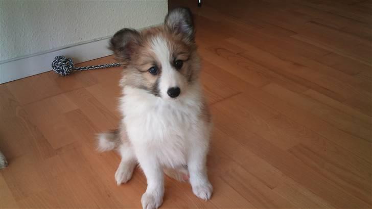 Blanding af racer Tarzan billede 7