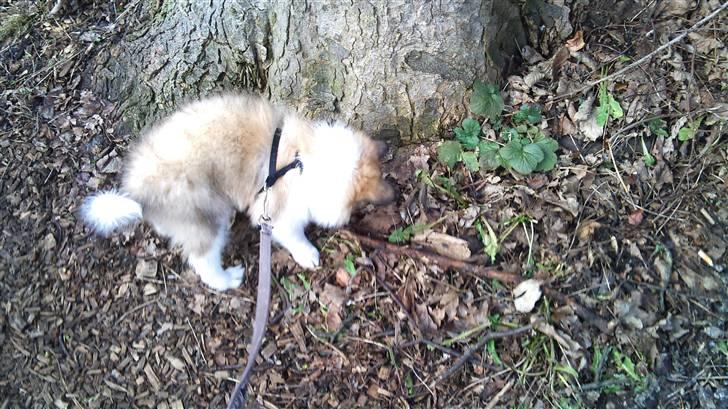 Blanding af racer Tarzan billede 8