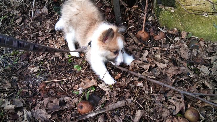 Blanding af racer Tarzan billede 9