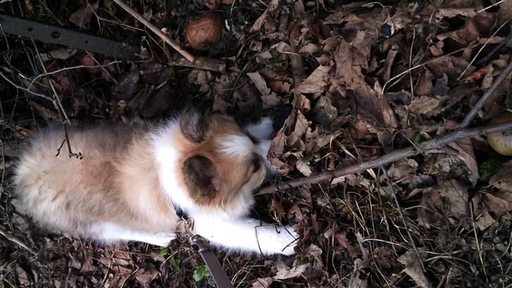 Blanding af racer Tarzan billede 10