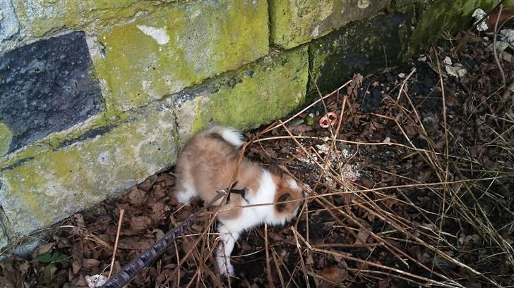 Blanding af racer Tarzan billede 11