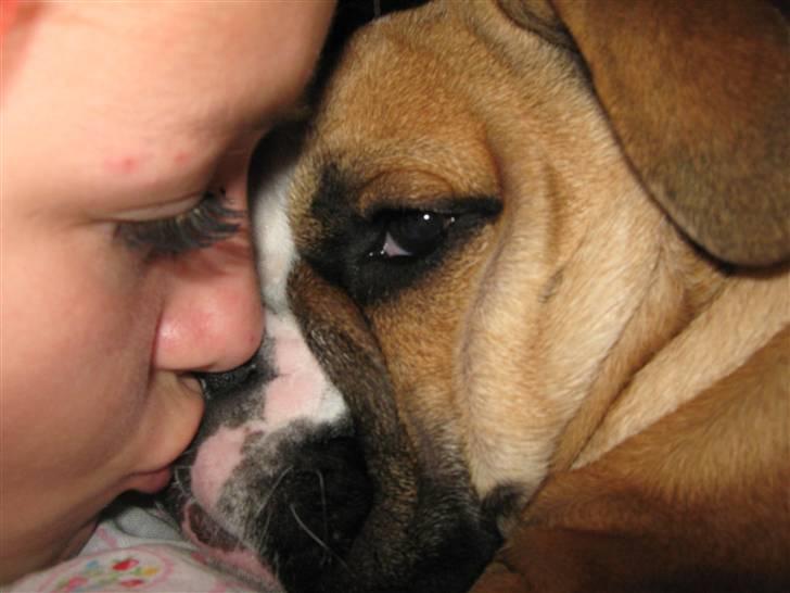 Olde english bulldogge Tyson billede 17