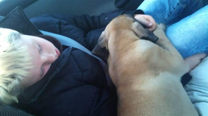 Grand danois Bounty "Hunter" - Så blev vi lige lidt trætte på vej til mit nye hjem.. billede 5