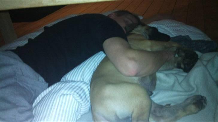 Grand danois Bounty "Hunter" - Min far og jeg putte sover under sofabordet.. ZzZzZzz.... billede 6
