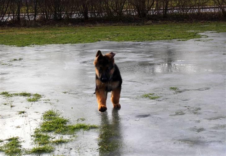 Schæferhund Lobo billede 17
