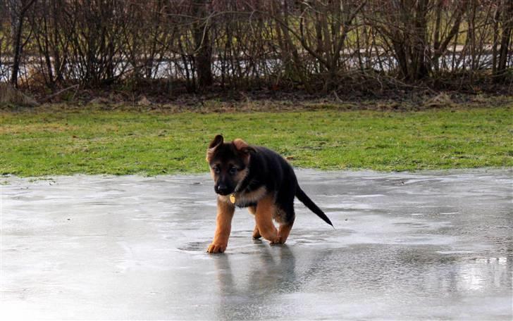 Schæferhund Lobo billede 18