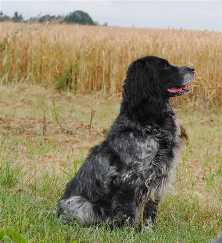 Field Trial Cockerspaniel Tilde billede 8