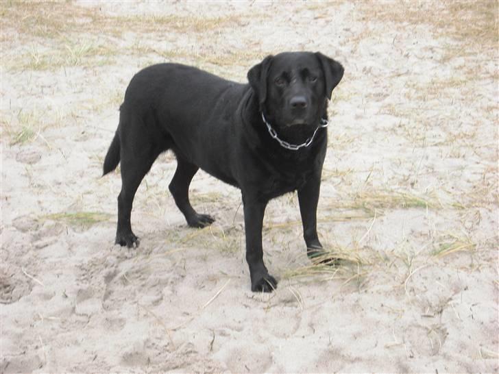 Labrador retriever Basse :-) - Basse på stranden  billede 1