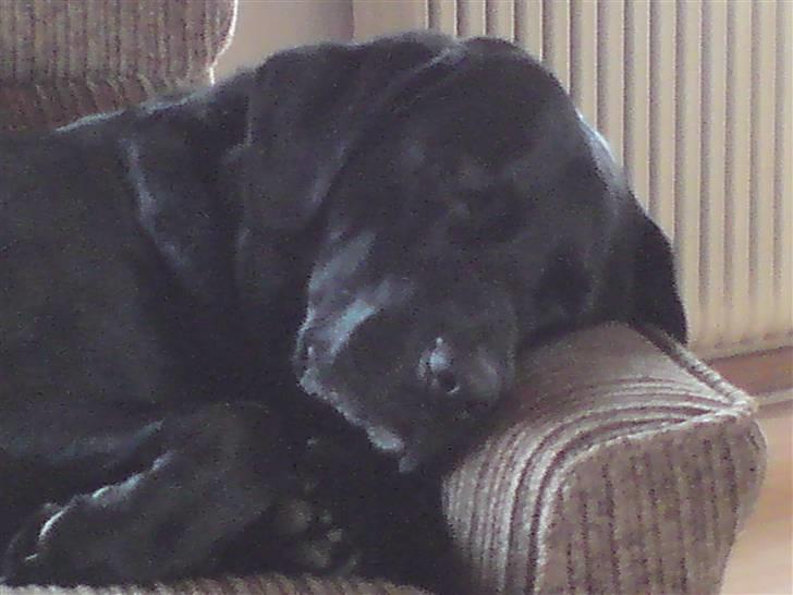 Labrador retriever Basse :-) - basse tager lige en slapper i sin stol  billede 2