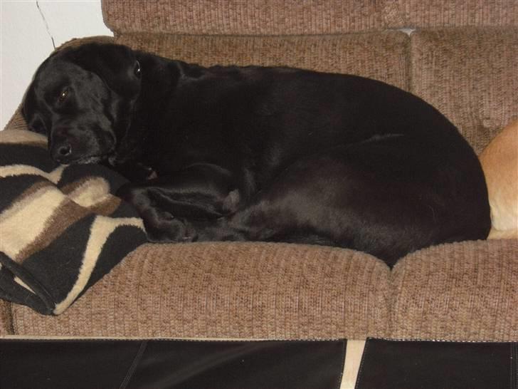 Labrador retriever Basse :-) - basse tager lige en slapper i sofaen  billede 3