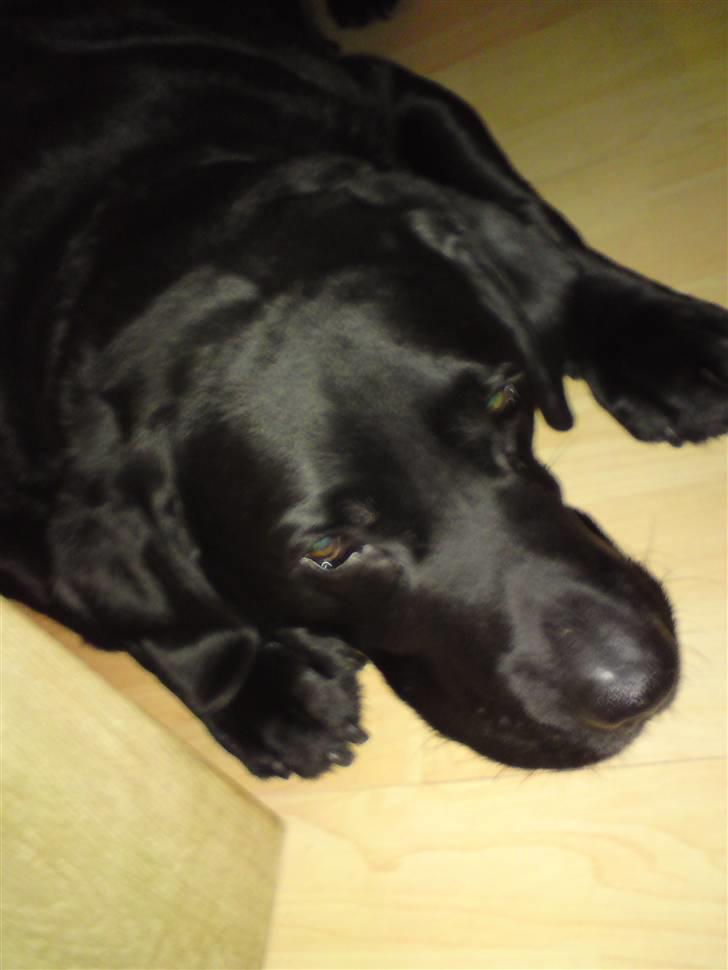 Labrador retriever Basse :-) billede 4