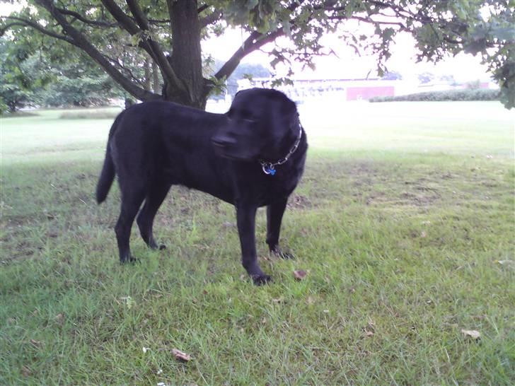 Labrador retriever Basse :-) billede 5
