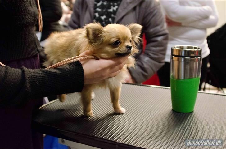 Chihuahua Eva (SOLGT) - eva på hendes første udstilling billede 17