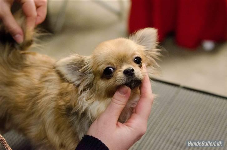 Chihuahua Eva (SOLGT) - eva på hendes første udstilling billede 18