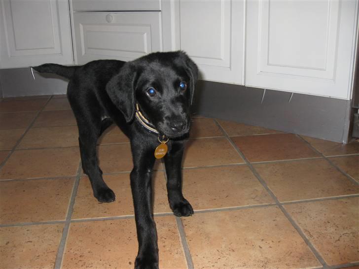 Blanding af racer Selma billede 3