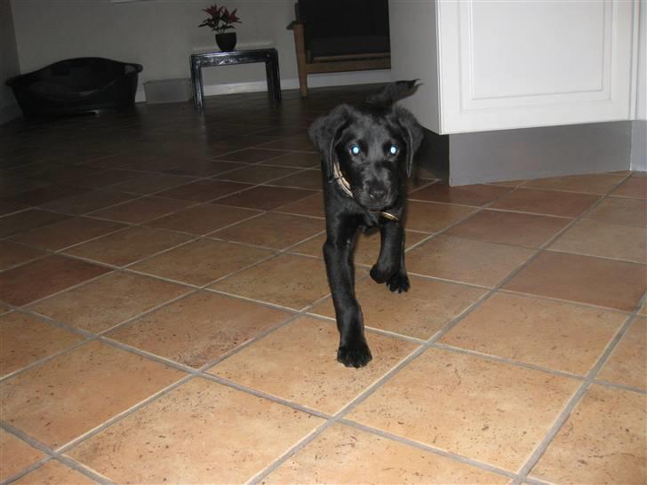 Blanding af racer Selma billede 4