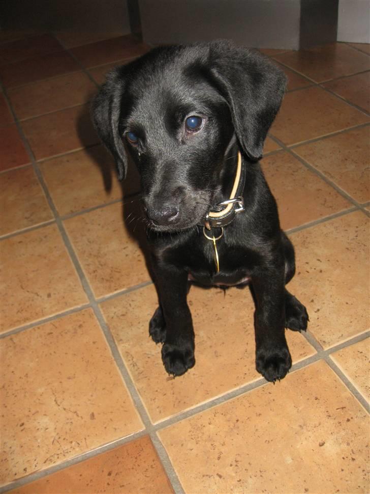 Blanding af racer Selma billede 5