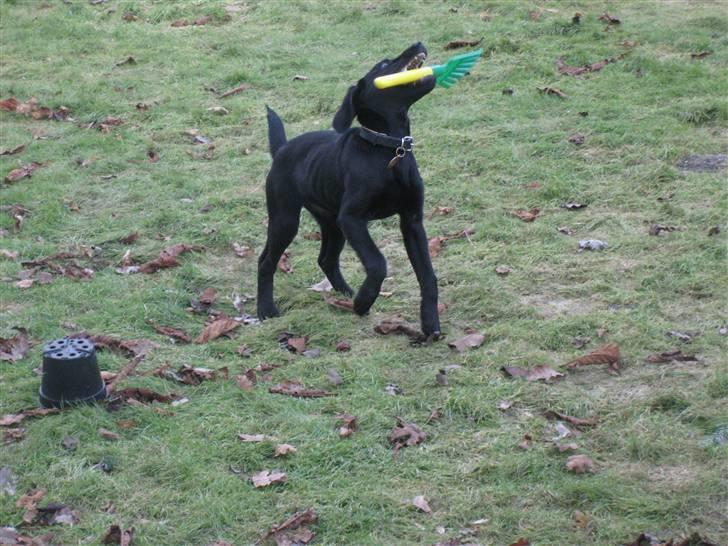 Blanding af racer Selma billede 7