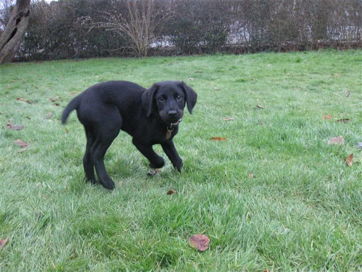 Blanding af racer Selma billede 8