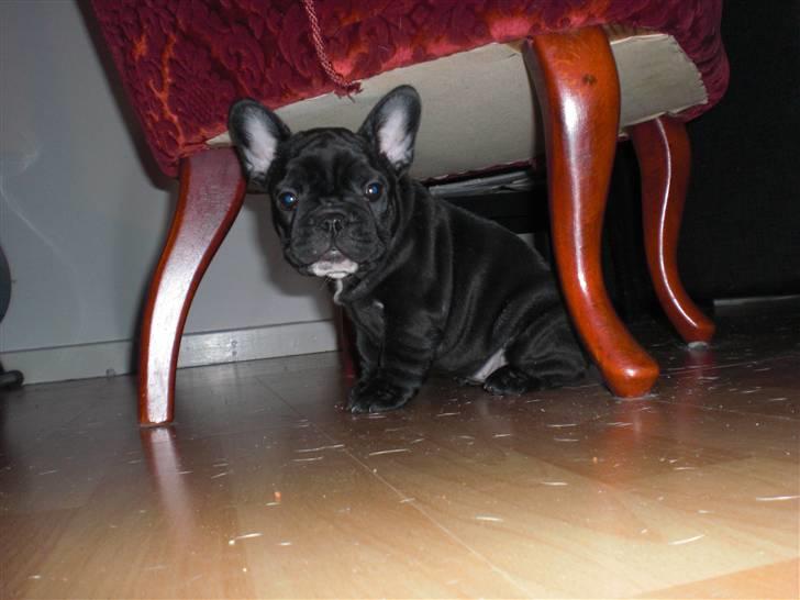 Fransk bulldog Mona billede 5