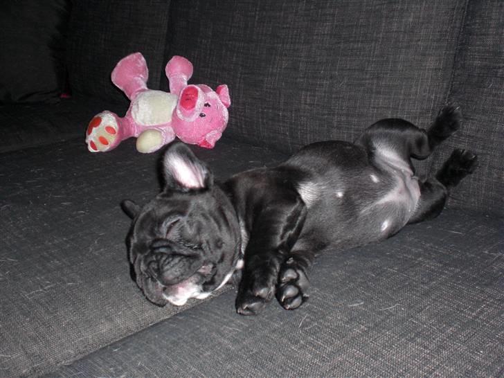 Fransk bulldog Mona billede 6