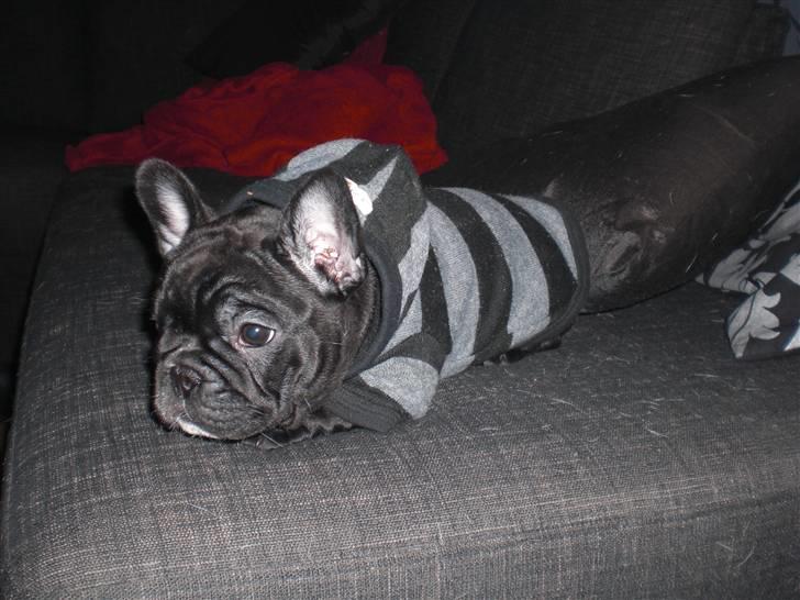 Fransk bulldog Mona billede 7