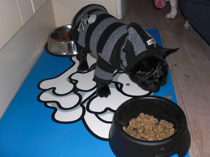 Fransk bulldog Mona billede 8