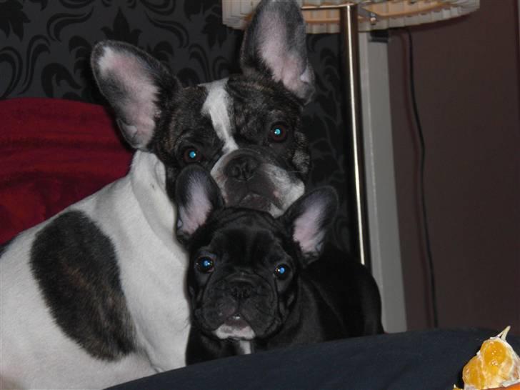 Fransk bulldog Mona billede 9