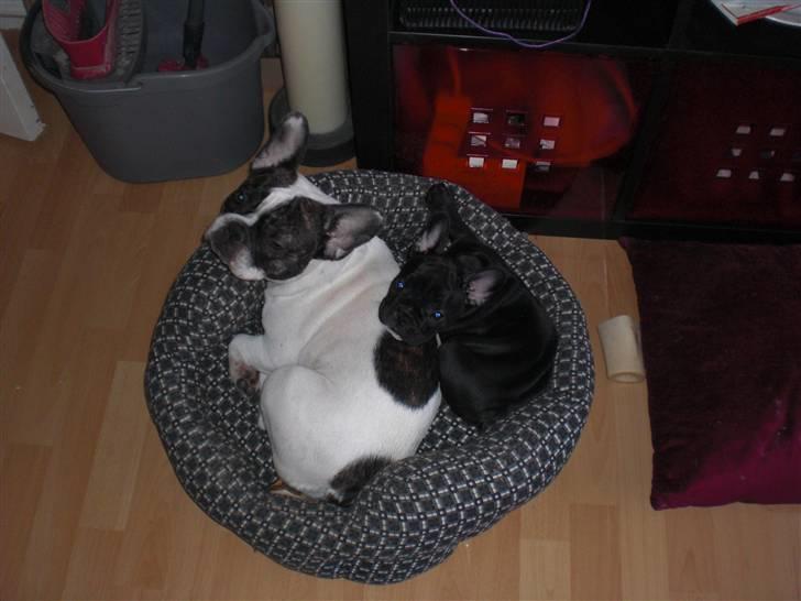 Fransk bulldog Mona billede 10