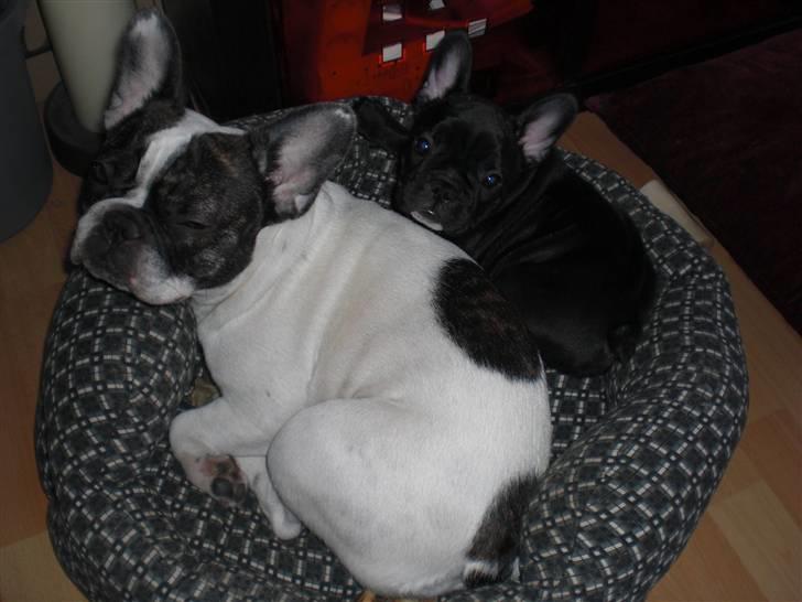 Fransk bulldog Daimi billede 16