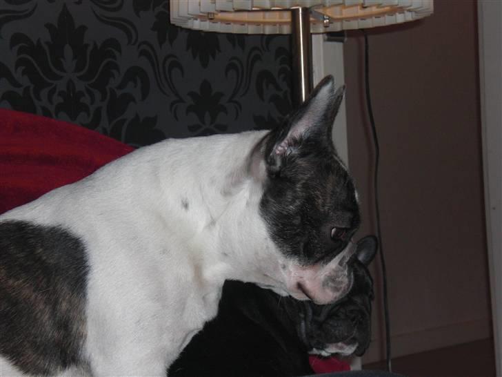 Fransk bulldog Daimi billede 17