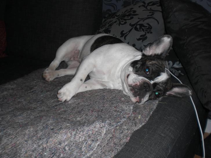 Fransk bulldog Daimi billede 18