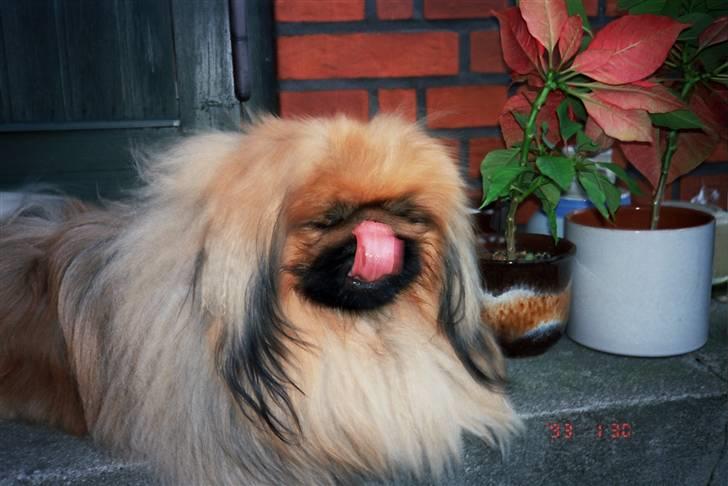 Pekingeser Kisci Fine Kasper.  R.I.P - Ligger godt her ude på trappen dejlig koldt billede 7
