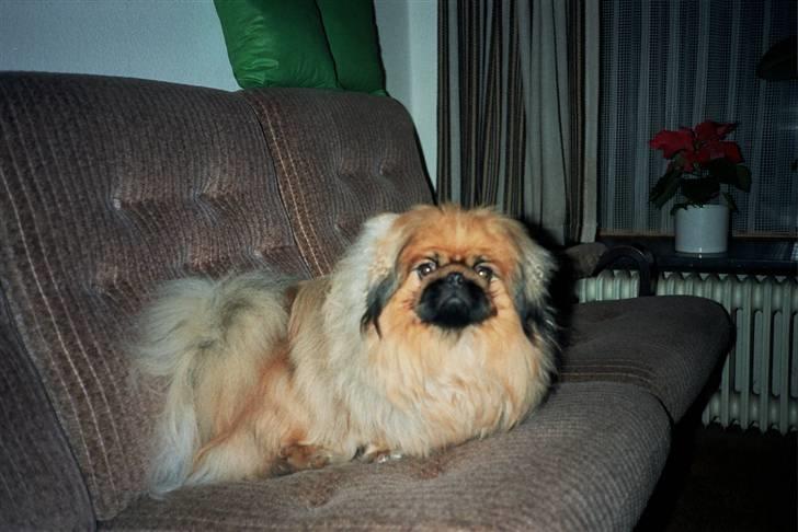 Pekingeser Kisci Fine Kasper.  R.I.P - ser jeg ikke ret fræk ud  billede 8