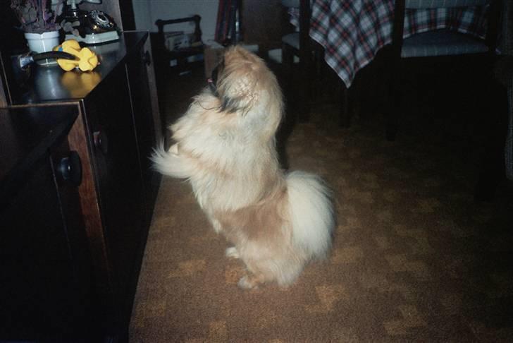Pekingeser Kisci Fine Kasper.  R.I.P - Hvad ligger her oppe på skabet er dit mit legetøj billede 9