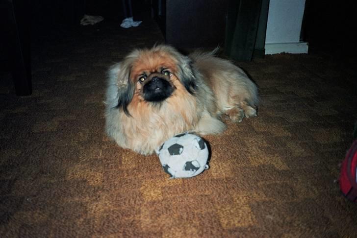 Pekingeser Kisci Fine Kasper.  R.I.P - Jeg kan godt li at lege med min boldt billede 10