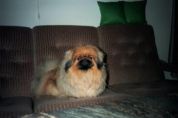 Pekingeser Kisci Fine Kasper.  R.I.P - Se jeg sidder så godt her oppe i sofanen billede 11