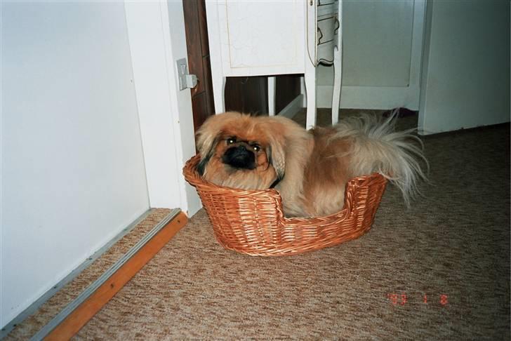 Pekingeser Kisci Fine Kasper.  R.I.P - Jeg ligger så godt her i min kruv billede 12