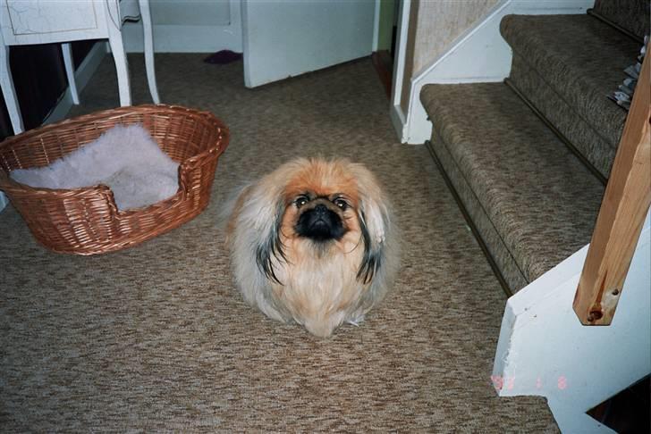 Pekingeser Kisci Fine Kasper.  R.I.P - Ser jeg ikke ret fræk ud  billede 13